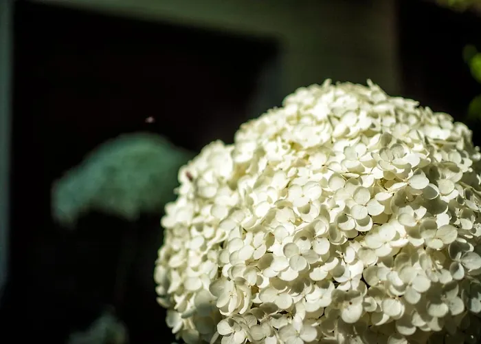 Apartament Lapieve Scalenghe